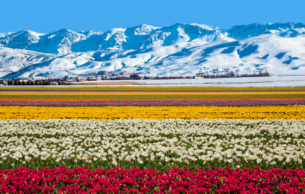 Поле разноцветных тюльпанов на фоне заснеженных гор 