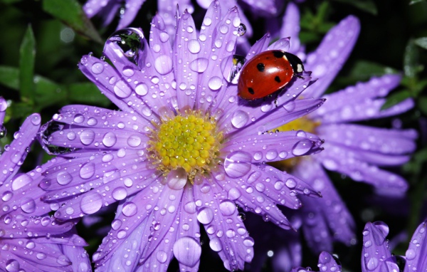 Божья коровка сидит на покрытом каплями воды цветке астры