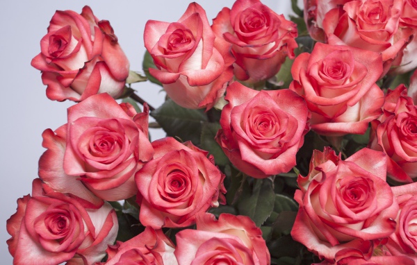 Большой букет розовых роз на сером фоне