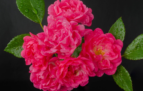 Много розовых роз в каплях воды на сером фоне