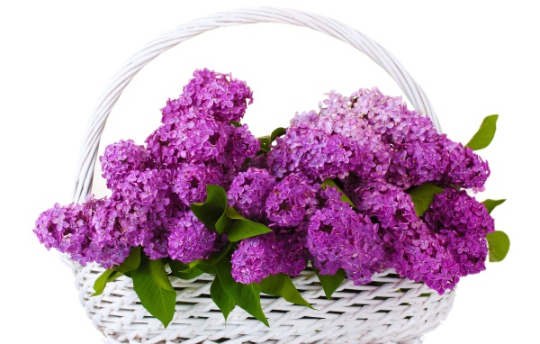 Корзина цветов сирени на белом фоне