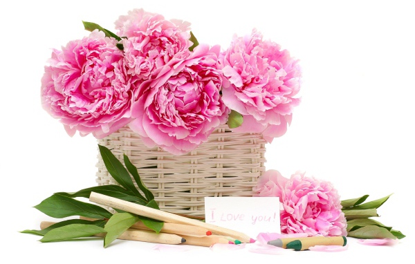 Корзина розовых пионов с карандашами на белом фоне