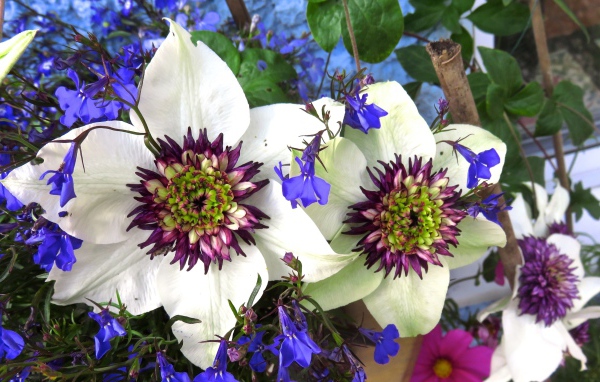 Красивые цветы клематисы с голубыми полевыми цветами