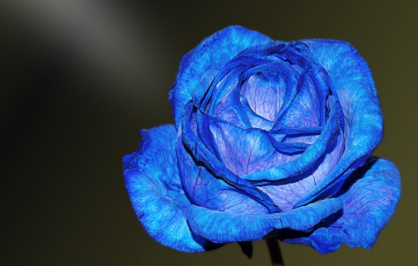 Красивая синяя роза с нежными лепестками