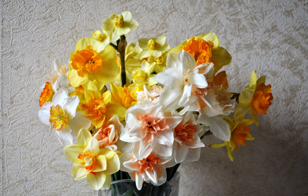 Красивый букет разноцветных нарциссов