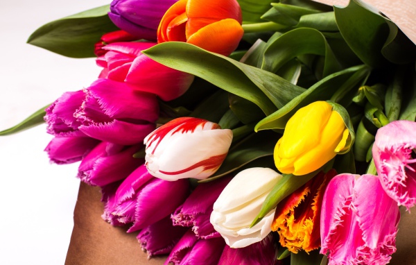 Красивый букет разноцветных тюльпанов крупных планом