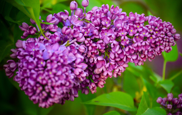 Красивая ветка весенней сирени