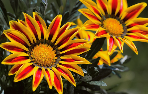 Красивые яркие цветы газания