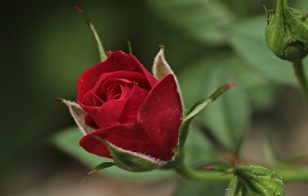 Красивая бордовая роза с бутонами вблизи