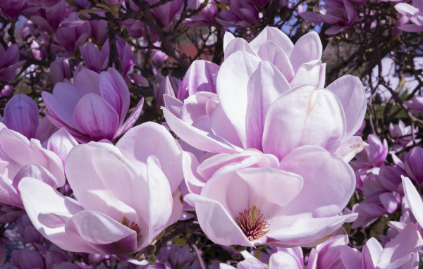 Красивые нежные крупные розовые цветы магнолии 