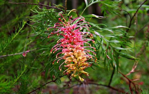 Красивый экзотический цветок Гревиллея