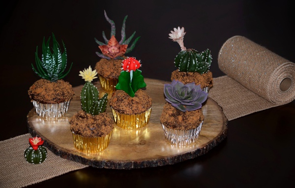 Красивые цветущие комнатные кактусы