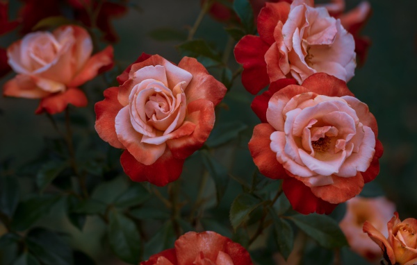 Красивые садовые розы крупным планом