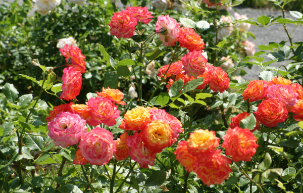 Красивые садовые розы на клумбе