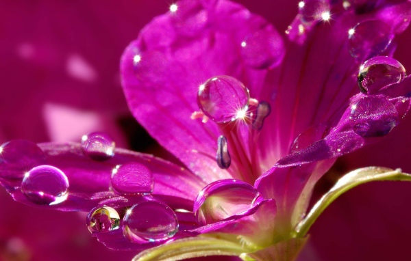 Красивый нежный сиреневый цветок в каплях воды