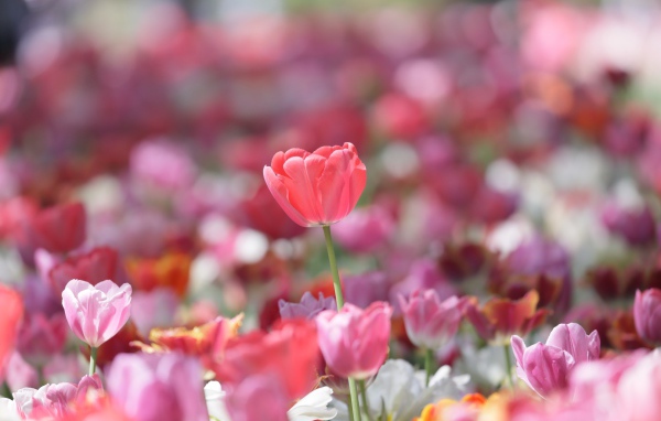 Красивые нежные розовые тюльпаны в лучах солнца