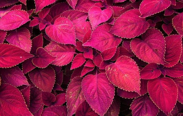 Красивое комнатное растение с красными листьями