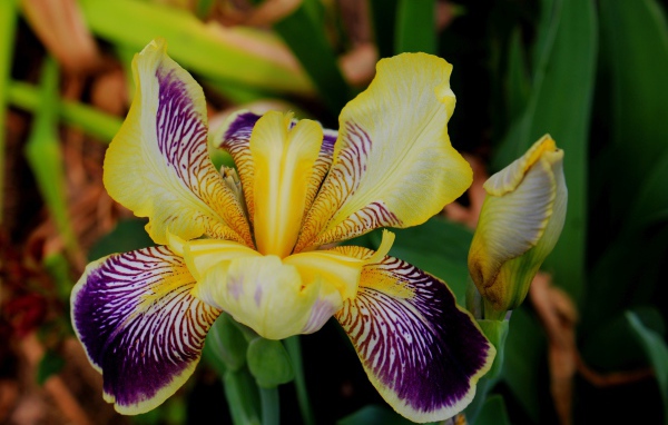 Красивый цветок ириса крупным планом