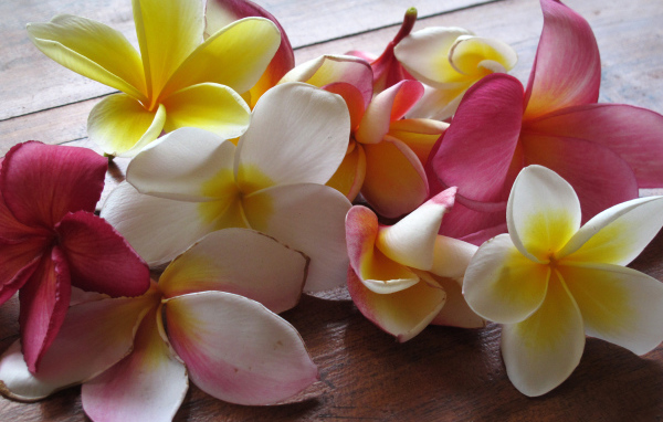 Красивые крупные цветы плюмерия