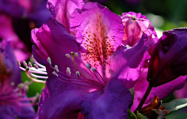 Красивый сиреневый цветок азалия крупным планом