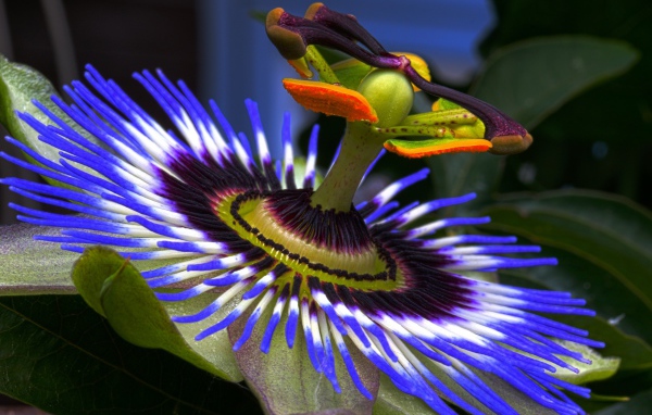 Красивый сиреневый цветок Пассифлора крупным планом