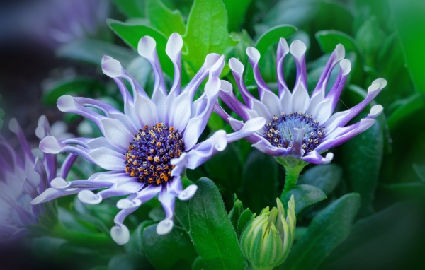 Красивые сиреневые цветы африканской ромашки