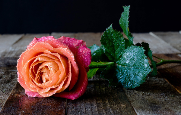 Красивый разноцветный цветок розы в каплях росы на столе