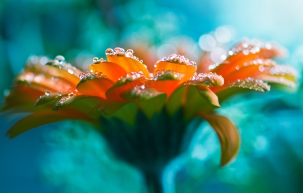 Красивый оранжевый цветок герберы с росой на лепестках