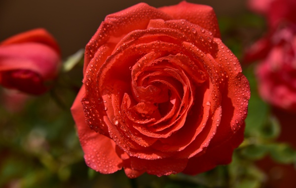 Красивая оранжевая роза в каплях утренней росы