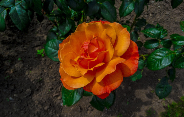 Красивая оранжевая роза на клумбе вид сверху