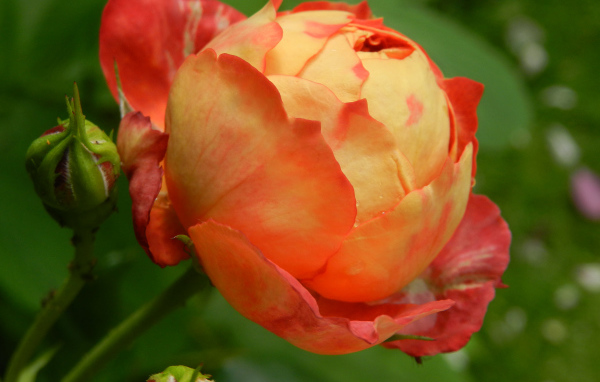 Красивая оранжевая роза с бутоном 