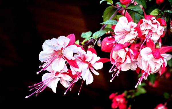 Красивые розово-белые цветы фуксия