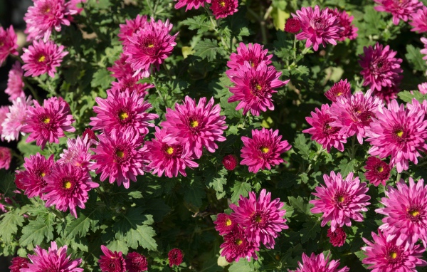 Красивые розовые хризантемы крупным планом