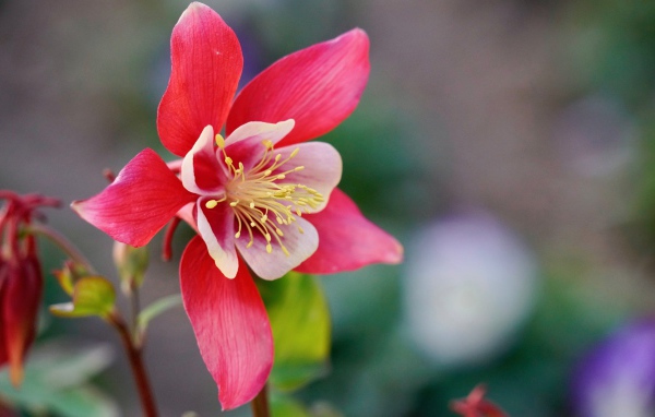 Красивый розовый цветок водосбор крупным планом