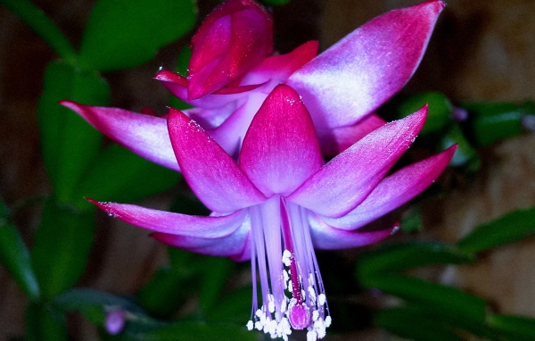 Красивый розовый комнатный цветок декабрист