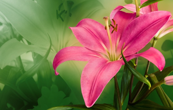 Красивая розовая лилия крупным планом