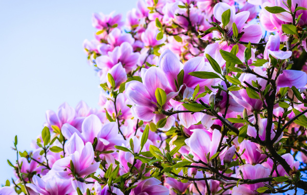 Красивые розовые цветы магнолии на дереве