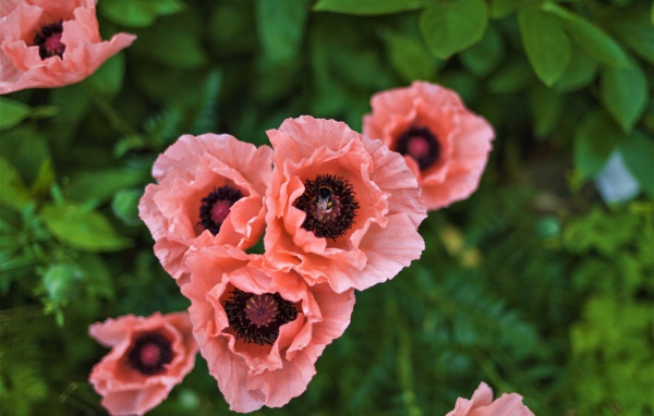 Красивые розовые маки на клумбе