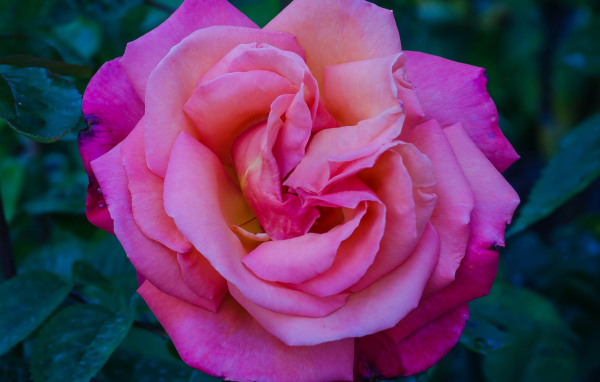Beautiful pink rose garden close up