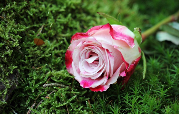 Красивая розовая роза лежит на зеленом мхе