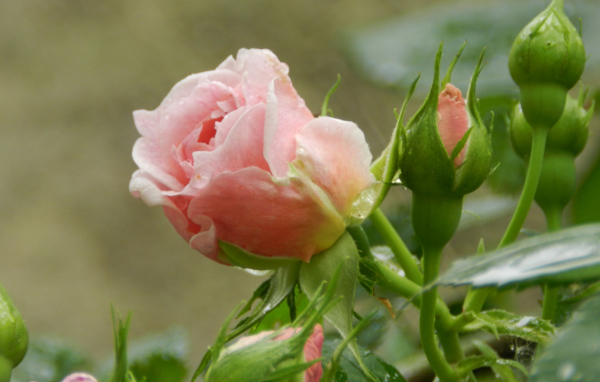 Красивая розовая роза с бутонами под дождем