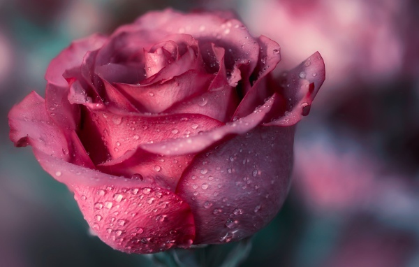 Красивая розовая роза с лепестками в росе