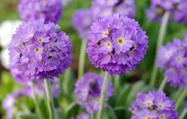 Красивые фиолетовые цветы первоцвет мелкозубчатый