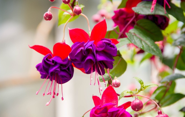 Красивые фиолетовые цветы фуксии