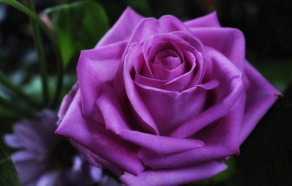 Красивая фиолетовая роза крупным планом