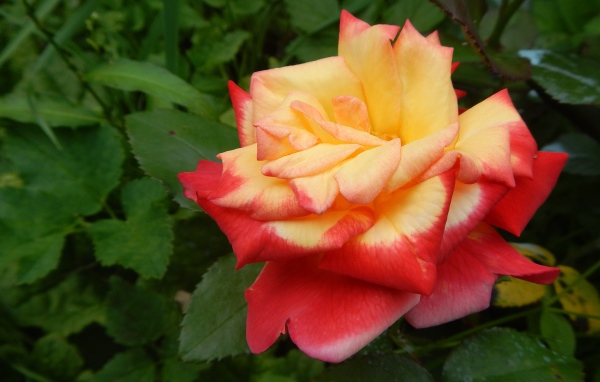 Красивая красно-желтая роза на клумбе крупным планом