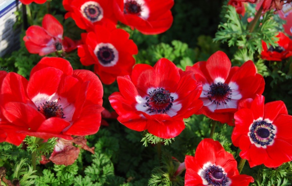 Красивые красные цветы анемона