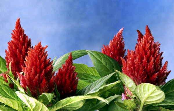Красивые красные цветы амаранты на голубом фоне