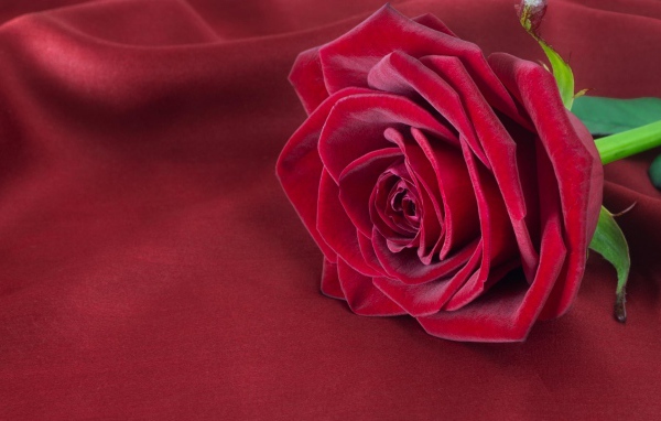 Красивая красная роза лежит на красной ткани