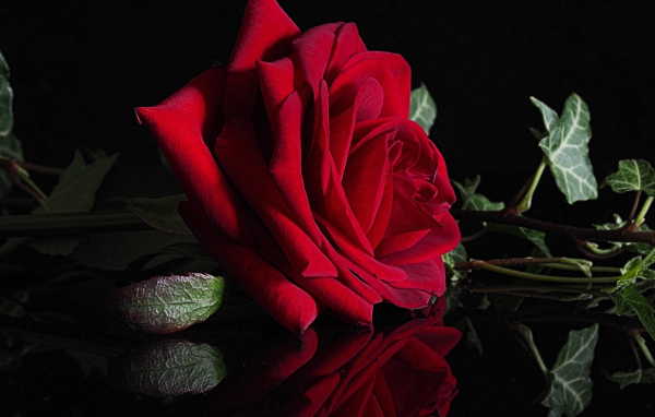 Красивая красная роза отражается в черной поверхности 